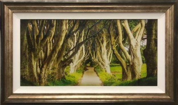 Picture of Dark Hedges Colour