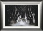 Picture of Dark Hedges B&W